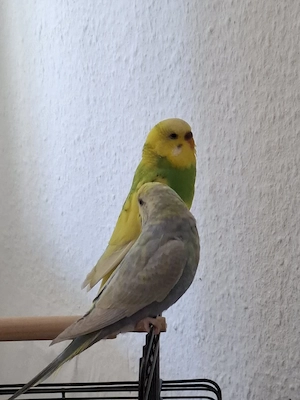 wellensittiche 