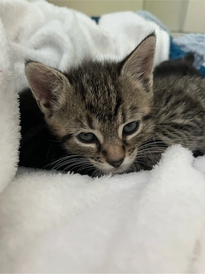 kitten mädchen baby katze
