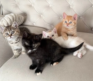 BKH Kitten mit Stammbaum