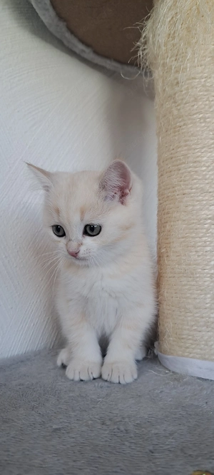 BKH Kitten