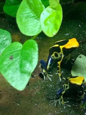 Dendrobates Tinctorius ENZ Regina