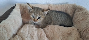 Katzenbaby " Kerry "