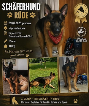 schäferhundrüde sucht neues Zuhause