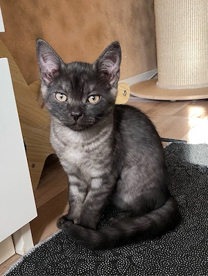 BKH Kitten