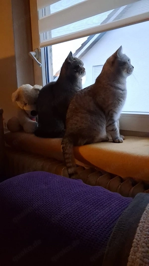 2 britisch Kurzhaar Kater 