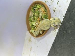 Uromastyx Thomasi Dornschwanzagame