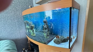 Aquarium zu verkaufen   Top Zustand!