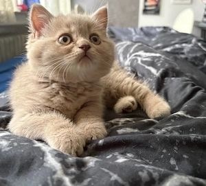 4BkH Kitten in Bremen(1 reserviert)