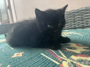 baby katze zu verkaufen 