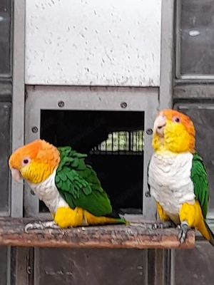 Rostkappenpapageien 