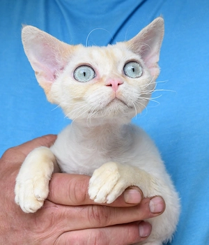 Devon Rex Kitten   Kater JASCHA
