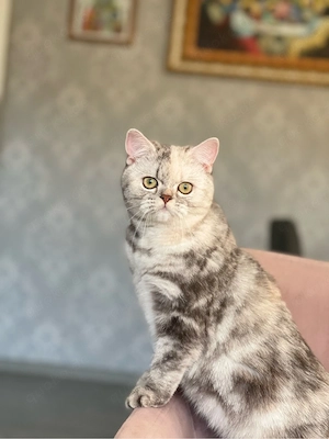 Katzenweibchen, 1 Jahr und 11 Monate alt