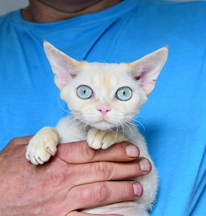 Devon Rex Kitten   Kater JASCHA