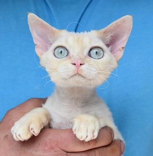Devon Rex Kitten   Kater JASCHA