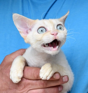Devon Rex Kitten   Kater JASCHA
