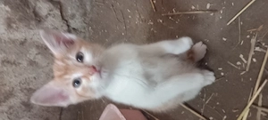 Hauskatzenkitten