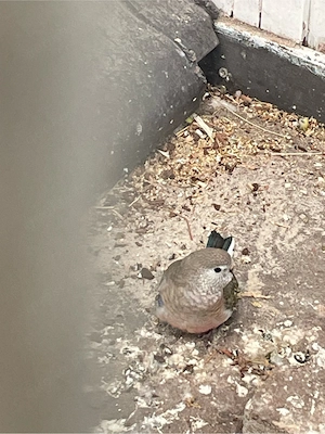 Bourkesittich zu verkaufen