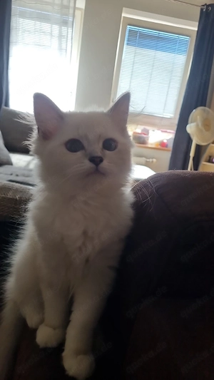 Perserkatze mix Ragdoll 