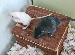 Rennmäuse Nachwuchs  Wüstenrennmäuse