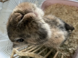 Männliches Zwergkaninchen fast 1 Jahr alt
