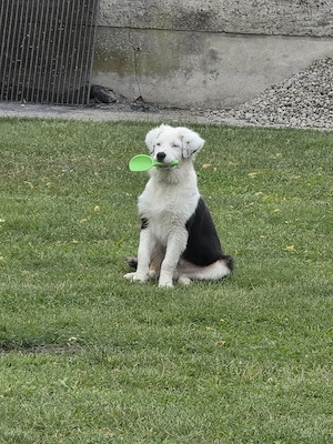 Australian shepherd mit Hörbeeinträchtigung 