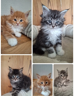 Maine Coon Kitten Katze Kater 