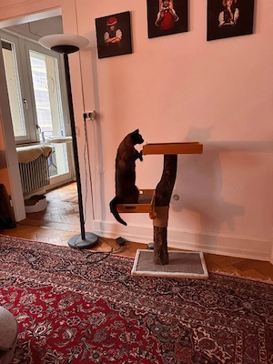 Verspielter Kater such neues Zuhause