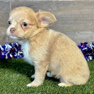 entzückende Chihuahua-Welpen (männlich und weiblich) suchen ein liebevolles Zuhause.