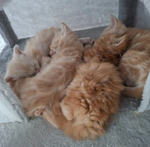 Seltene, exklusive BKH Kater suchen gemeinsam ihr Zuhause