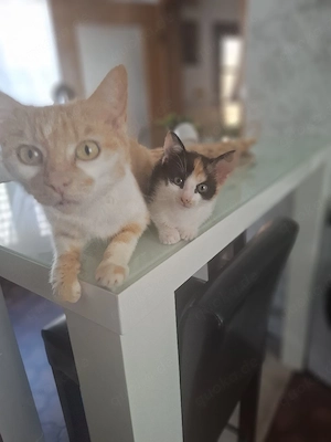 Babykatze 