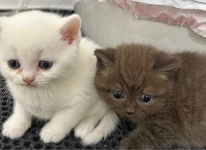 BKH Babykatzen
