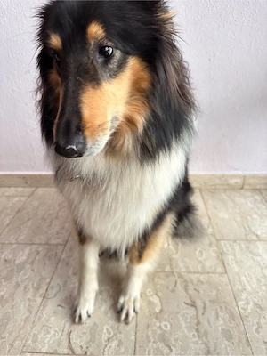 Englische Collie Hündin Tricolor