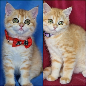 Bkh Kitten mit Stammbaum , Abgabebereit,  2 Impfungen und Chip