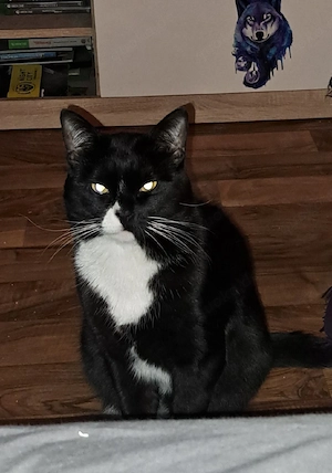 Kater Daijin Bild 2