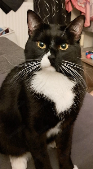 Kater Daijin Bild 3
