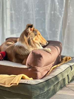 Amerikanische Collie Hündin dark sable