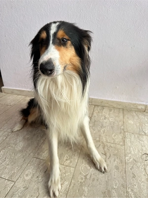 Amerikanis her Collie Rüde Tricolor
