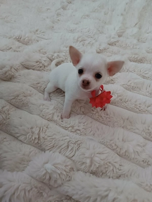 Chihuahua 