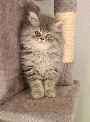 2 Blh Britisch Langhaar kurzhaar Kitten 2(Kater) Abholbereit 