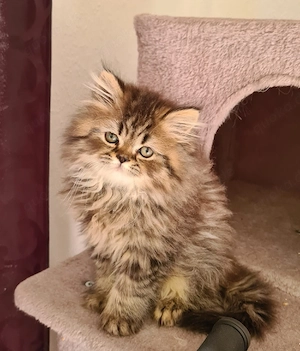 Blh Britisch Langhaar kurzhaar Kitten(Kater) Abholbereit 