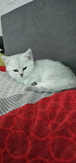 2 zuckersüß bkh Kitten 