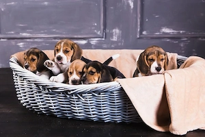  Wunderschöne Beagle-Welpen suchen ihr Zuhause für immer 