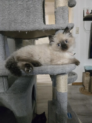 Süßes Kitten sucht ein neues Zu Hause
