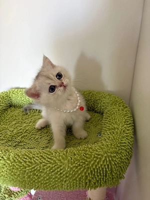 BKHs Kitten 