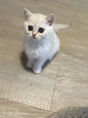 BKH Silver Shaded Kitten 