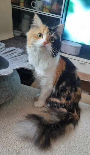 Katze zu verkaufen 