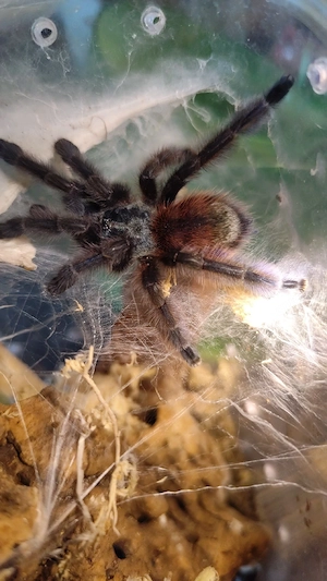 Caribena versicolor ( Ex. AVICULARIA) 1.0 
