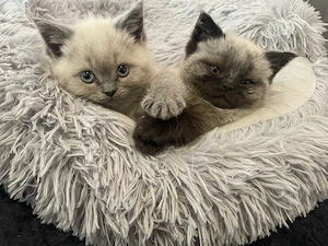 BKH, BLH kitten 