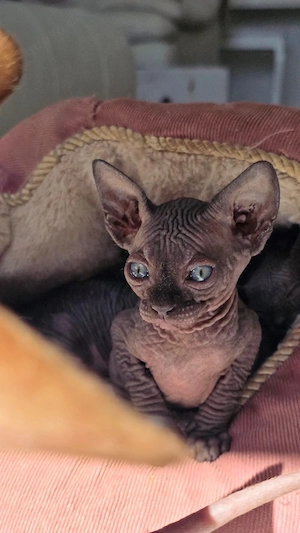 Sphynx Kitten, bald abgabebereit suchen ein liebevolles Zuhause