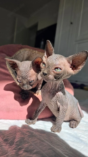 Sphynx Kitten, bald abgabebereit suchen ein liebevolles Zuhause